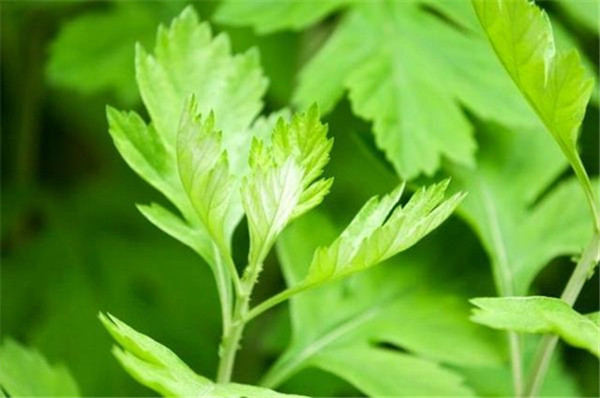 “ag亚娱官网”霍启刚首任奥运香港代表团团长带领团队“极速前进”(图4) ag亚娱官网