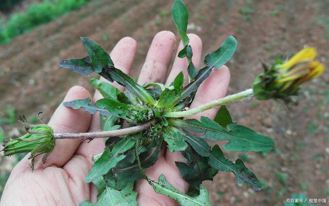 视频:容祖儿封嘴拒谈刘浩龙 阿Sa离奇成第三者_ag亚娱官网(图2) ag亚娱官网