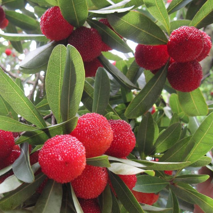 AG亚娱集团官方