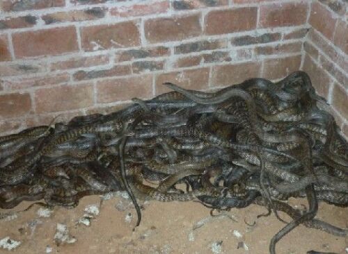 AG亚娱集团-林志炫和女友感情甜蜜 台湾豪宅成观光景点(图4) AG亚娱集团官方