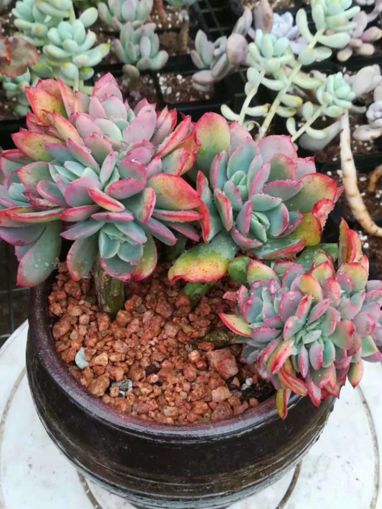 AG亚娱集团官方_药店是袋子需要要钱买吗?(图2) AG亚娱集团