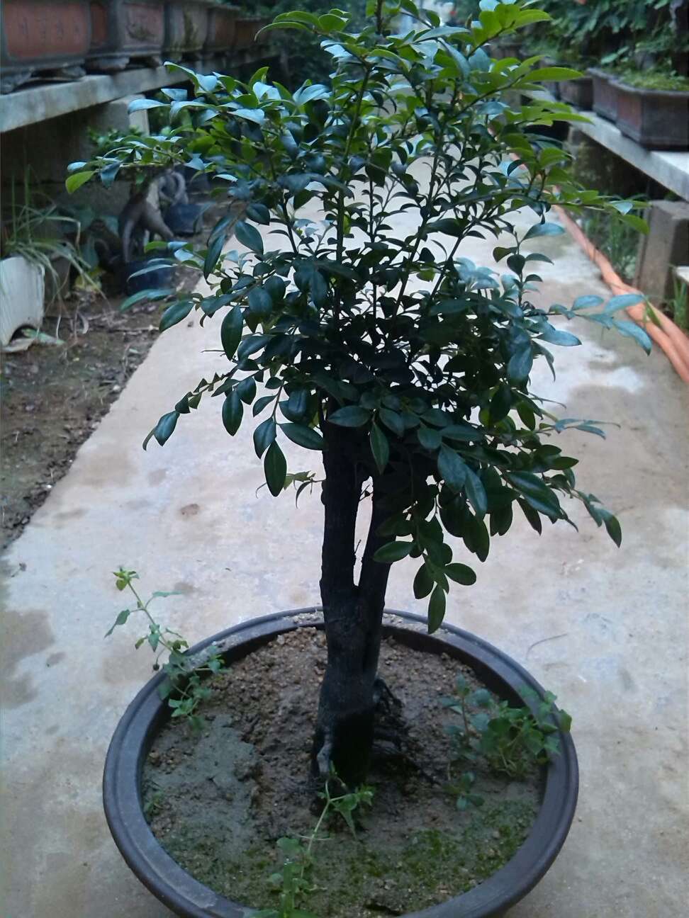 郑嘉颖《叶问》片场受伤 缝十针治疗费高达十万“ag亚娱官网”(图3) ag亚娱官网